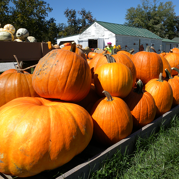 Cornucopia Farm