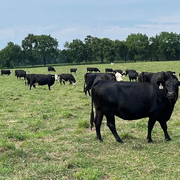 Morning Breeze Cattle Farm